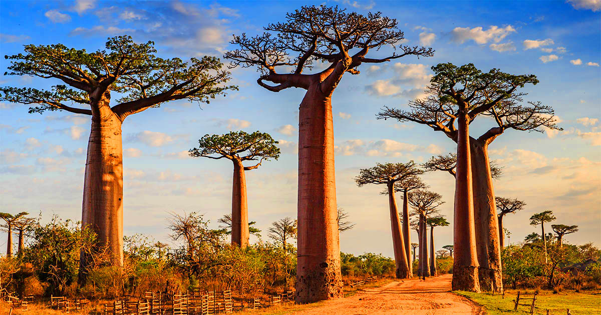 *Madagascar* Vols vers Antananarivo pour ~590€ (43% de réduction)